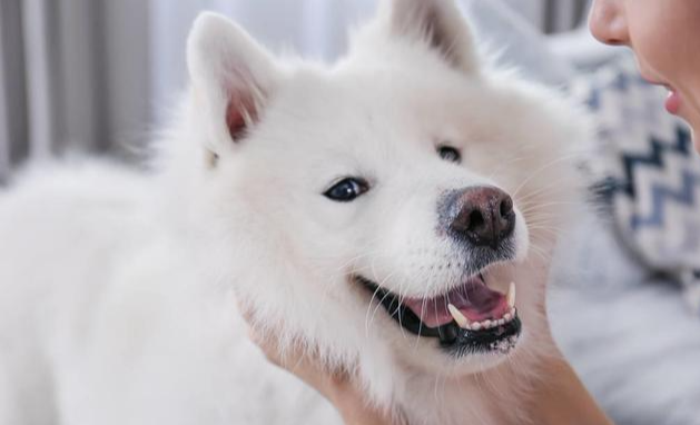 想要训练出优雅气质的萨摩耶，应该怎么训练？