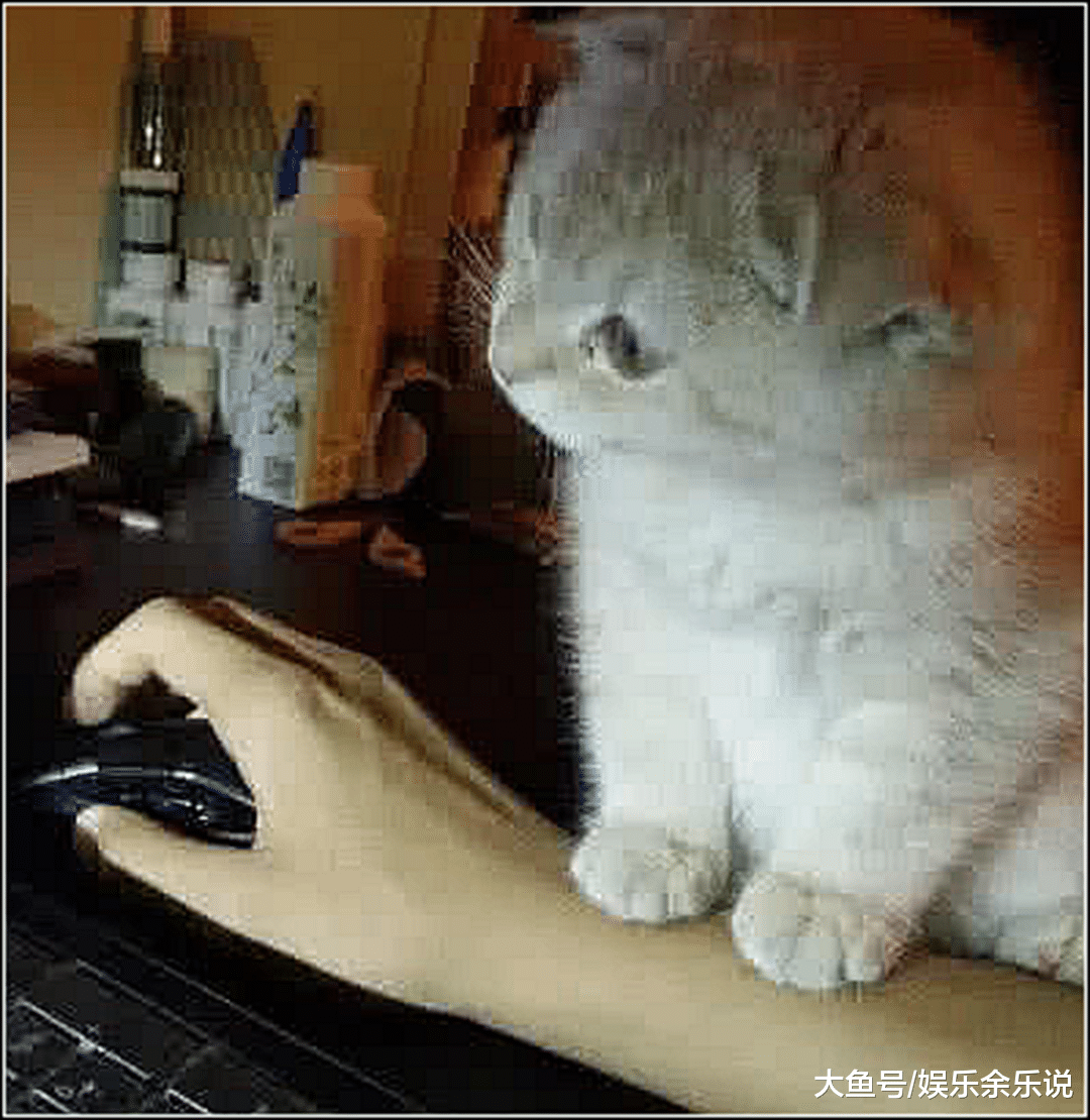 主人下班只顾玩游戏，小奶猫吃醋了，随后的画面瞬间被萌化了