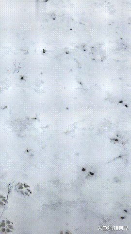 主人拖绳子走半天, 狗在后边跟着, 路人: 这么听话? 狗: 怕她迷路