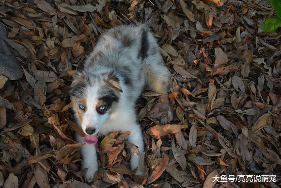 网友带牧羊犬去秋游，在山里玩累了，它瘫坐在地上不走