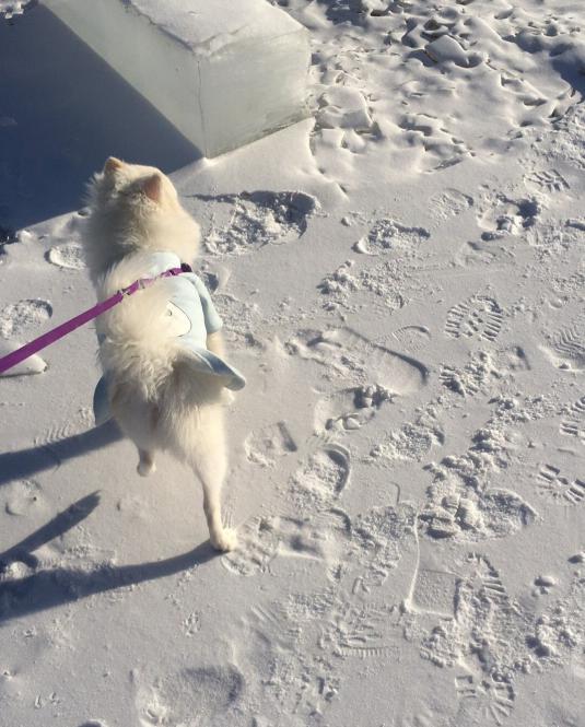 狗狗出门爱闹腾，稍不注意就会闯祸，宠主挑好绳很重要！