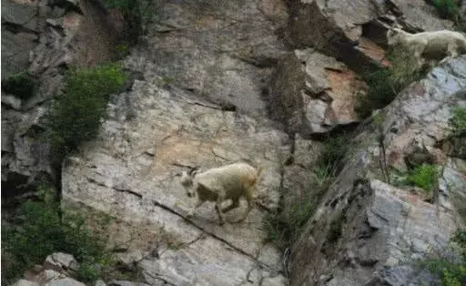 一群山羊被困悬崖, 摄影师聚焦后, 接下来的画面让他惊出一身汗!