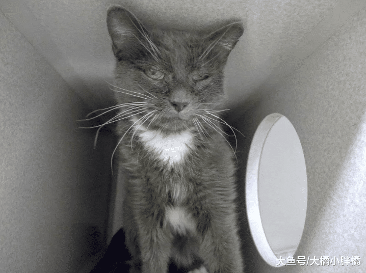 23岁老猫被抛弃，通过努力又被收养，主人抛弃它的理由太不负责了