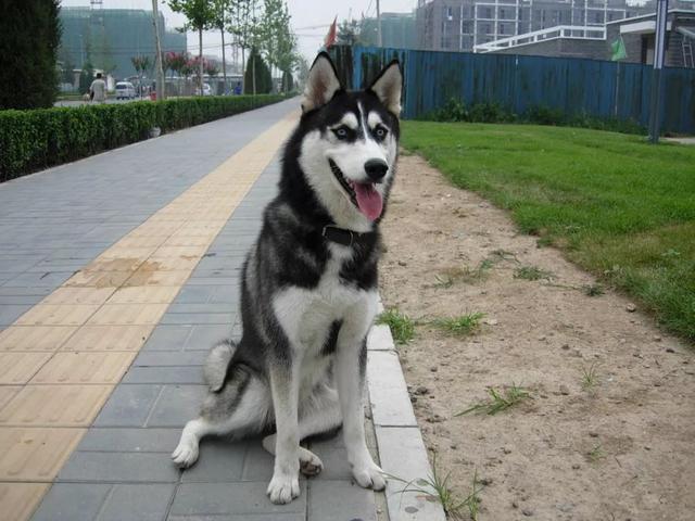 谁说哈士奇不能成为警犬的？在寒冷天气下，二哈才是合格军犬！