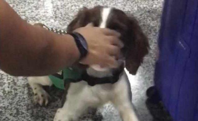 警犬聞到袋子狂吠，袋子的主人緊張得滿頭大汗，警察事后連聲道歉