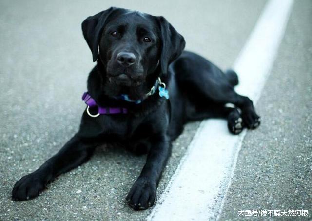 为什么大家都不太想养“黑狗”？这5点，不是人人都能接受！