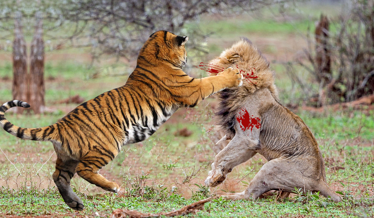 猫科豹属里面的所有动物，哪种实力最强？哪一种又最弱？