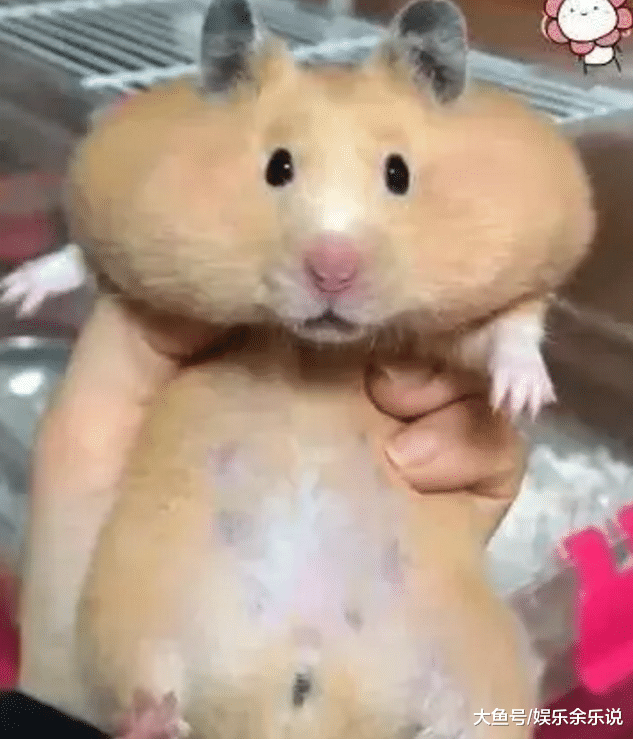 坚果丢了好多，质问养的仓鼠，它一开始是拒绝的，嘴巴出卖了它