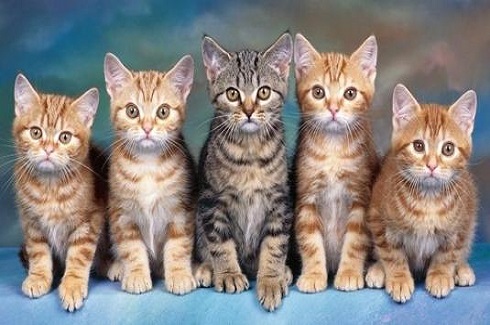 怀孕了不能养狗，会感染弓形虫？狗子：这个锅我不背