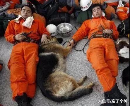 搜救犬：地震中，我不会因为你是狗黑就放弃你。