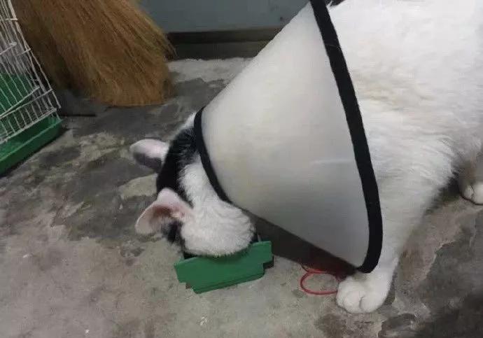 根据床单上的痕迹，我推测出了猫咪的行动轨迹