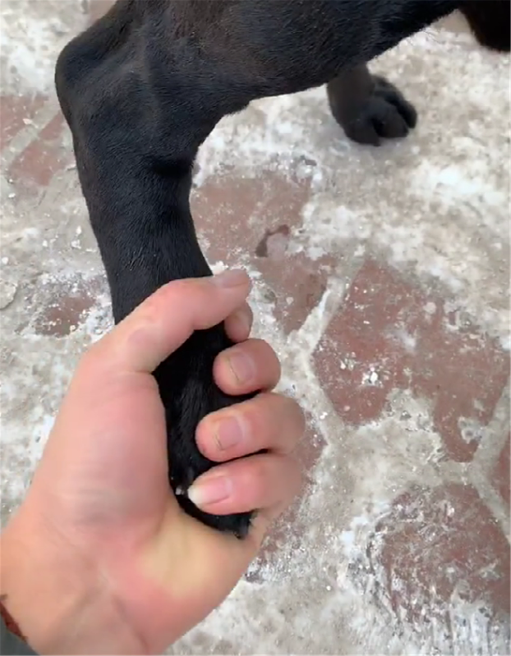 大黑狗跟主人遛弯, 狗子冻脚站在路上不愿走, 主人的举动暖心了…