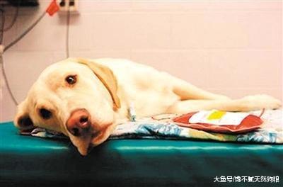 狗狗总是“拉稀”？其中的这5个原因，你真正了解过没？