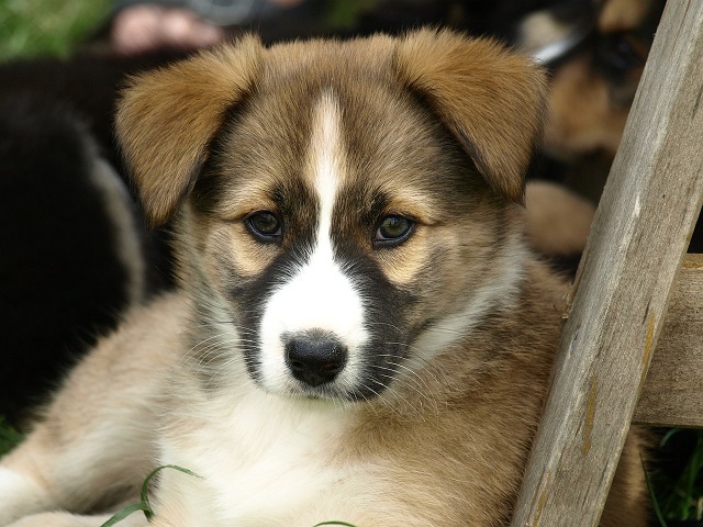 买狗没经验害怕吃亏，健康的狗怎么区分，学习下买只好狗狗