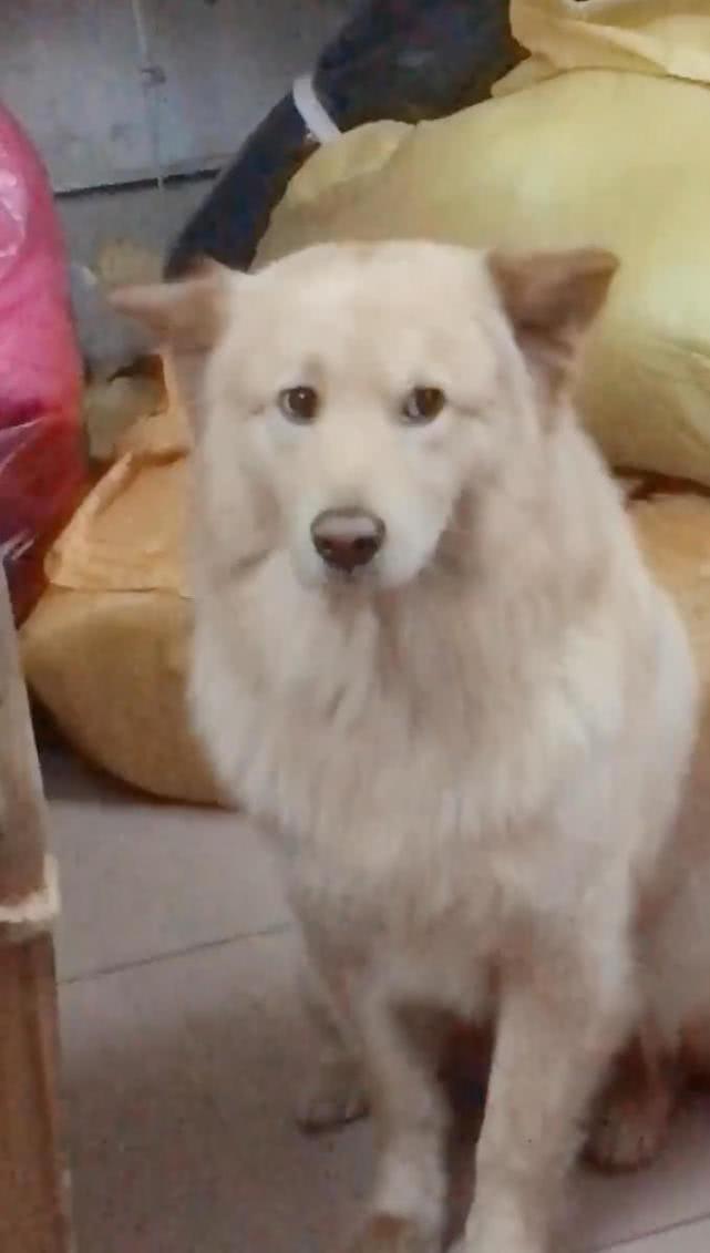 男子收拾衣物回家过年，狗在一旁的眼神让人心疼，狗：带我走吗？