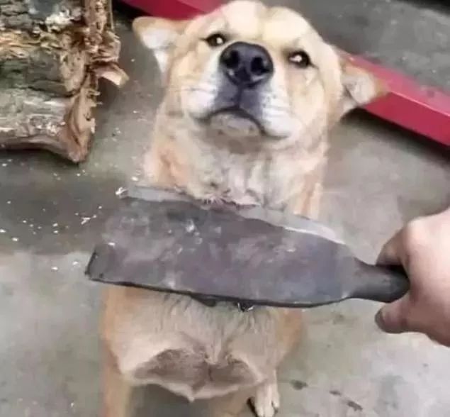 因你的这些行为，狗狗才会越来越讨厌你