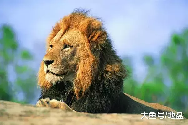 布衣天子: 寡人这就去注册公司