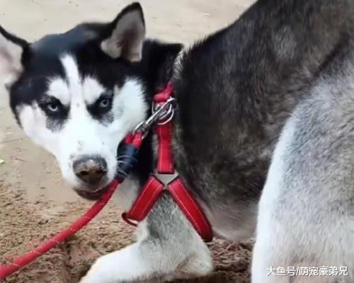 头次带二哈回乡下，就算栓起来也玩的不亦乐乎，哈：这比家里好玩