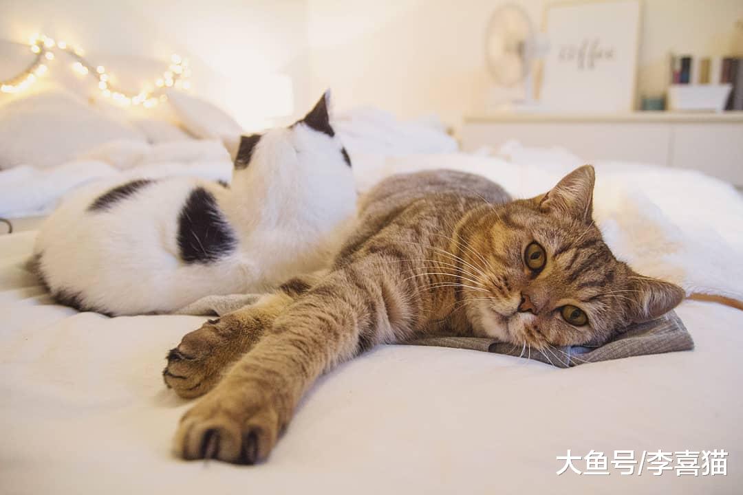 猫咪之间打招呼和交流的方式有很多种，但一般来说并不包括喵喵叫