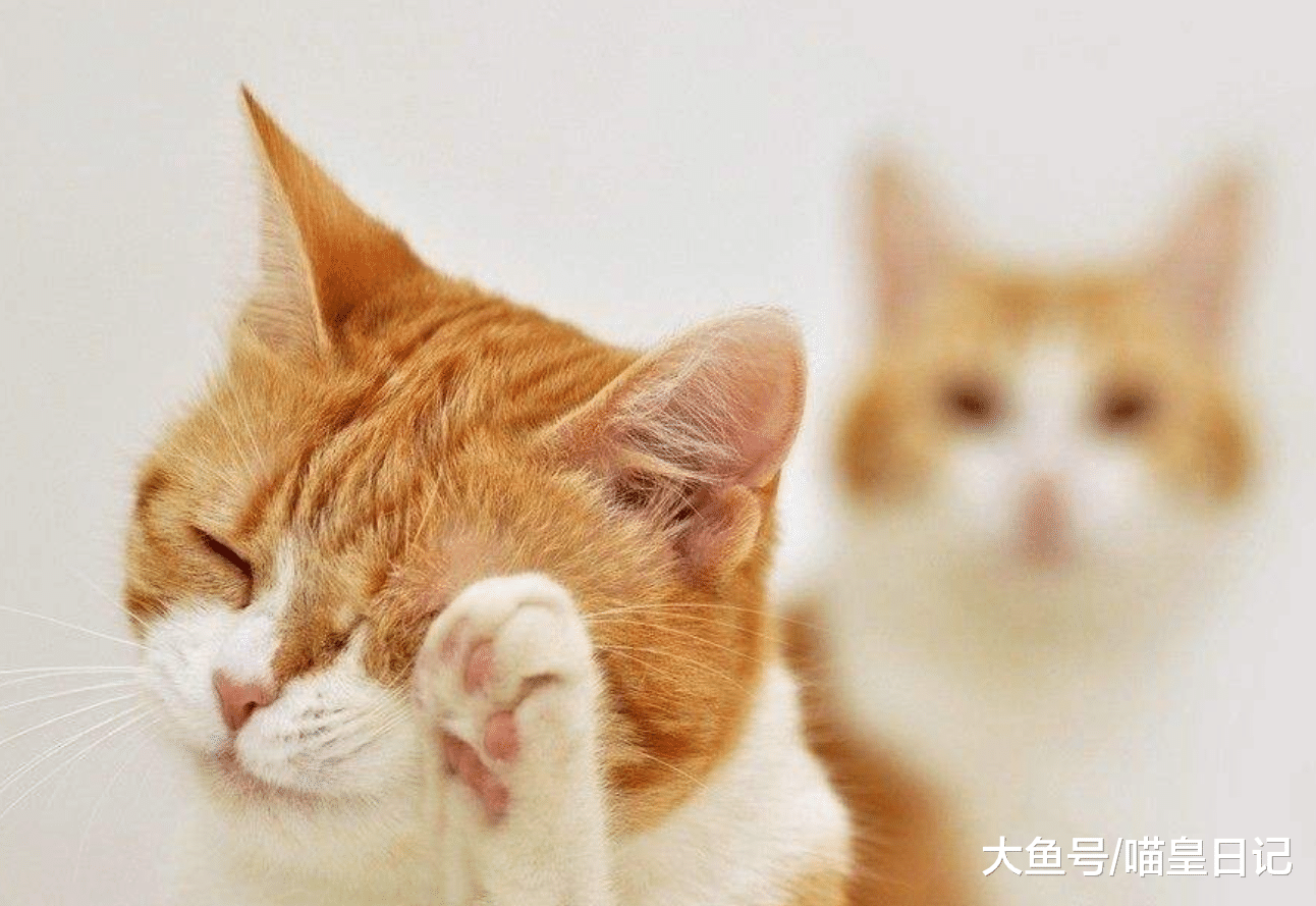 哪种喵星人和小孩子在一起时最般配呢？这四种喵星人最合适！