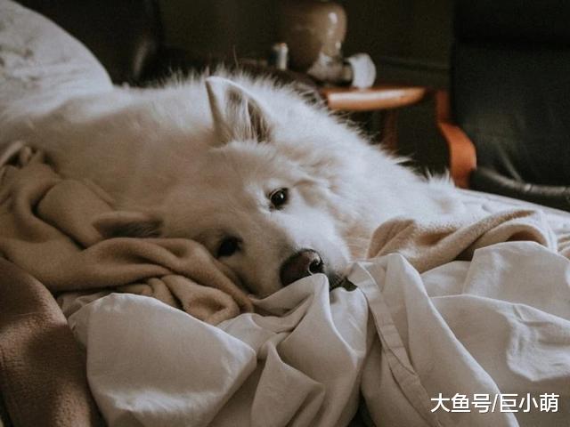 狗狗的这些迹象，说明它可能有分离焦虑症，你家狗狗中招没？