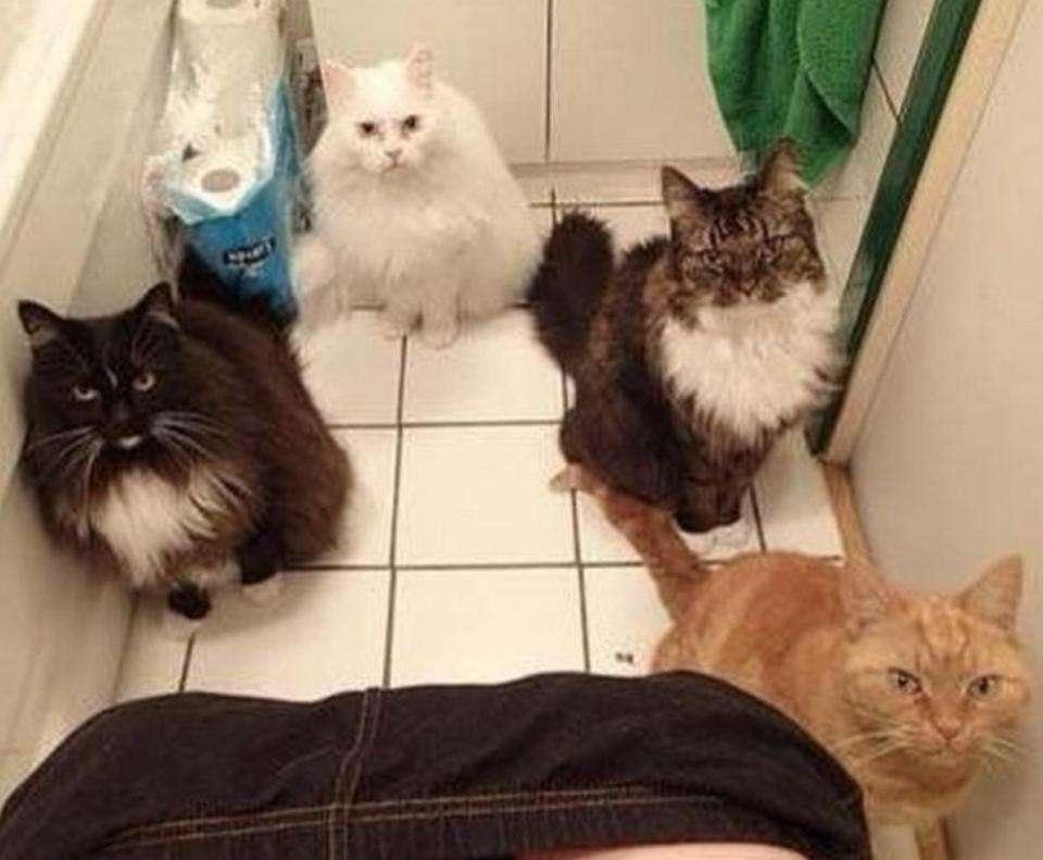 娶個惜貓如命的老婆，家里養38個寵貓外面N個流浪貓，是啥感覺？