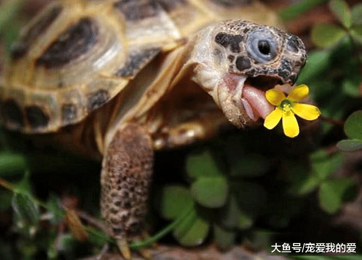 终身在荒蛮之地生活，有着“龟中之宝”的美誉，却一生都未曾下过水