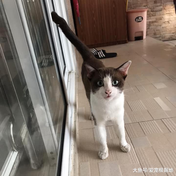 一年前喂过的小公猫，竟拖家带口找上门：喂过我就要负责！