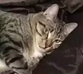 当初兴高采烈领养狸花猫的他们，后悔了：家里橘猫越来越瘦了