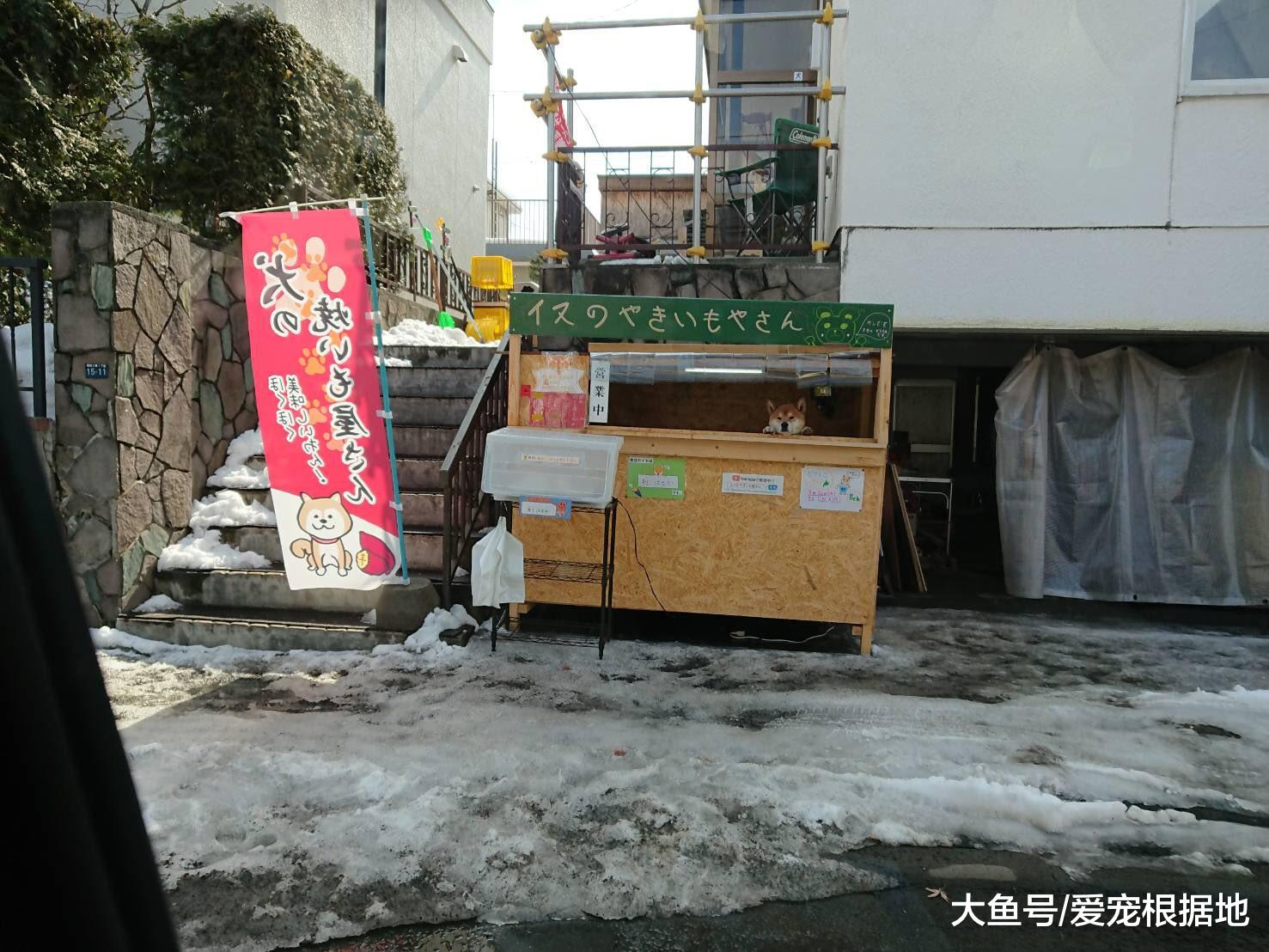 柴犬路边卖烤地瓜，只收钱不找钱，生意火爆整条街