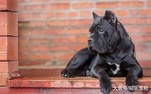 被无良商家培育的“畸形犬”，看着威武勇猛，实际上却只是花架子