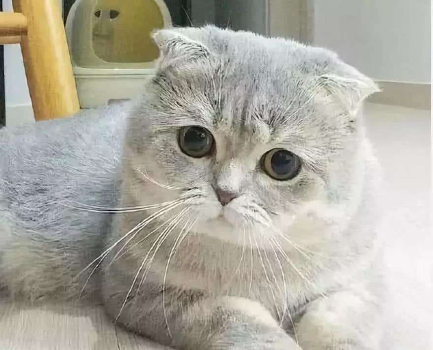 每天送你一只猫，（五）苏格兰折耳猫，温柔粘人的小精灵