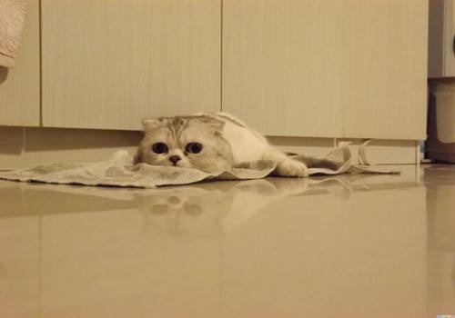 我家的猫咪又拉肚子了，word天！我该怎么办！