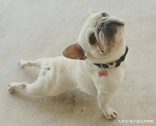 你知道吗? 出现这5种情况的狗狗, 都说明有“虫”!