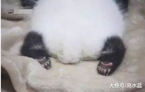 俩只熊猫幼崽躺在一起睡大觉，那可爱的小jio jio 简直萌爆了！