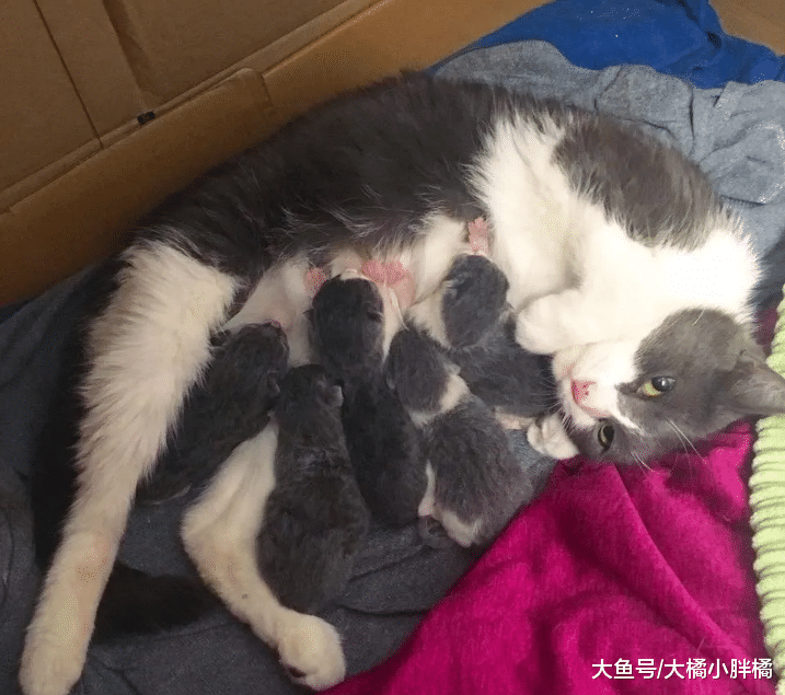 流浪猫每天上门讨食，为了安全生下孩子，竟然主动落入女子的陷阱