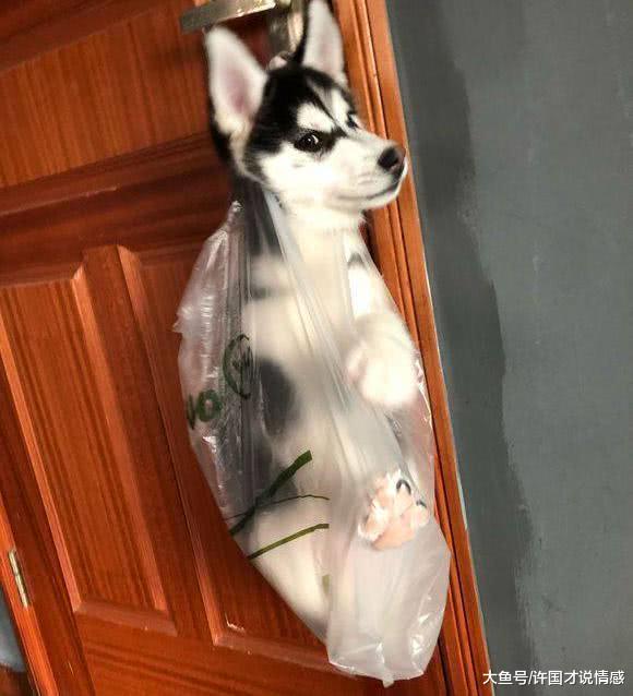4个月大二哈拆家本领炉火纯青，主人想出滑稽的办法惩罚它！