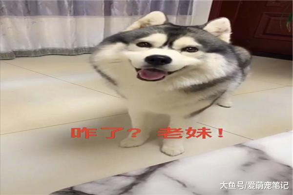 哈士奇得知倉鼠生病后，趕緊出去買藥，網友喂完后才知道是老鼠藥