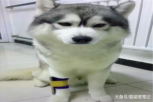 網友為了沖擊步數，把手機綁在哈士奇的腿上，結果回家一看好悲催