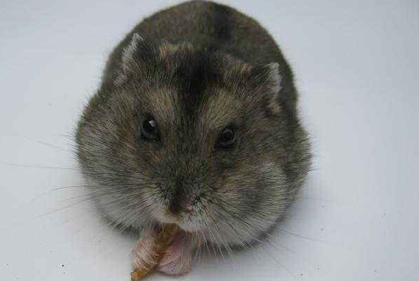 三线紫仓，我的宠物，也是我的朋友