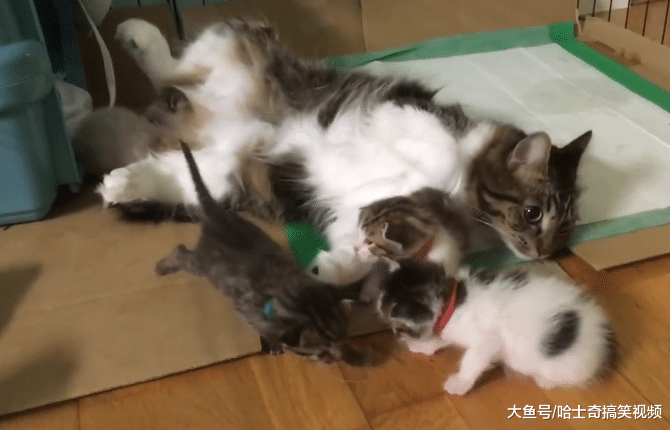 二哈明明是公犬，却摊上了9只小宝宝，忙得没时间拆家