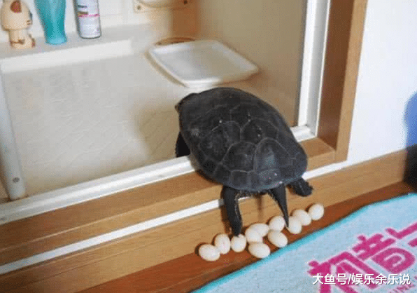 养了一年的乌龟下了蛋，放在锅里煎着吃，半小时一看，出乎意料