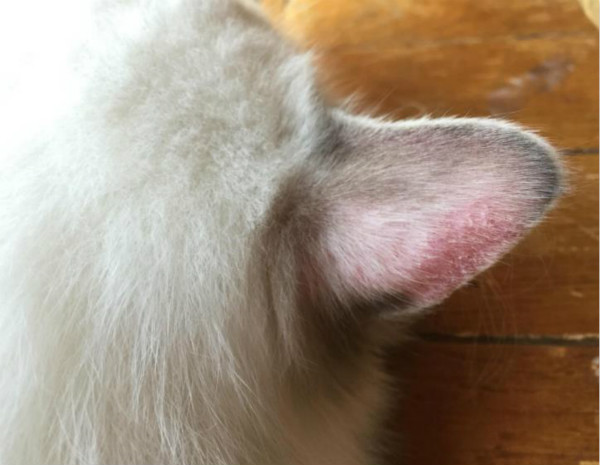 猫猫长癣了怎么办？猫猫长癣一直蔓延怎么办