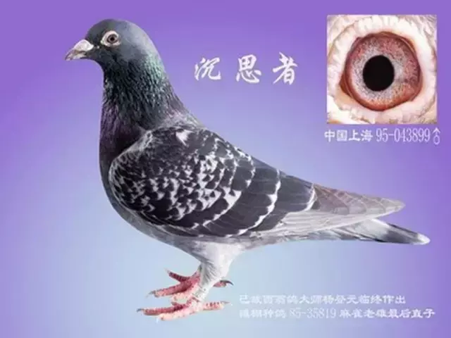 全世界最耐飞的鸽子