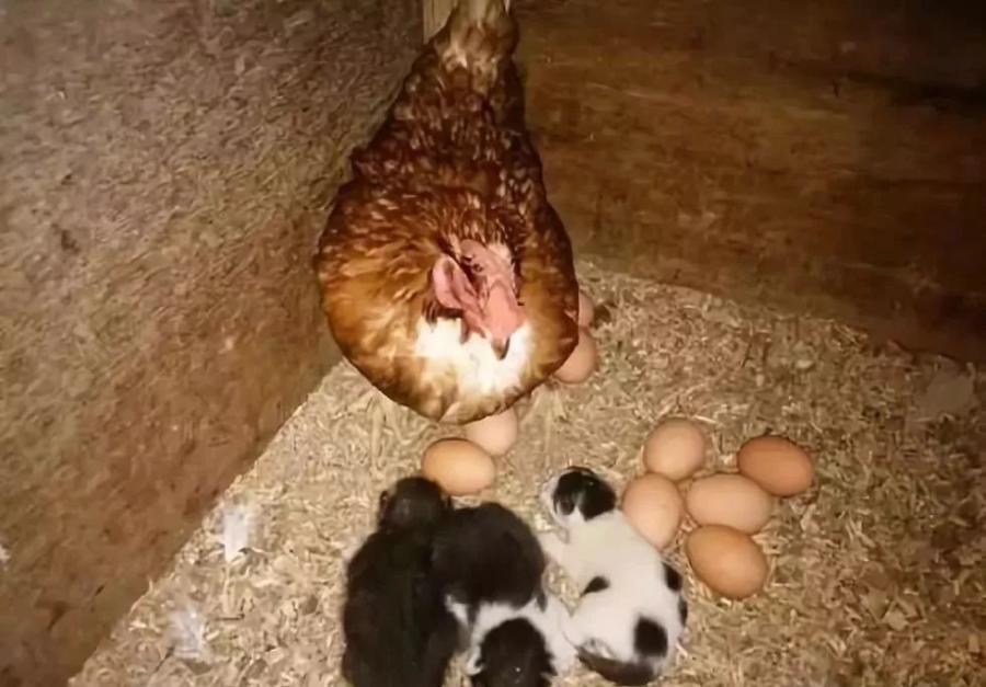 鸡窝窜进了野猫，原本还很担心，早上一看鸡窝，心情更迷了：咋整