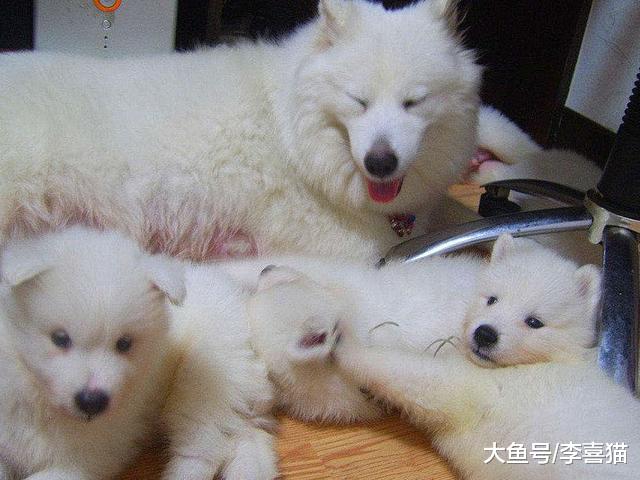 狗狗日常掉牙不可小视，面对五类情况，主人应及时保养爱犬牙齿