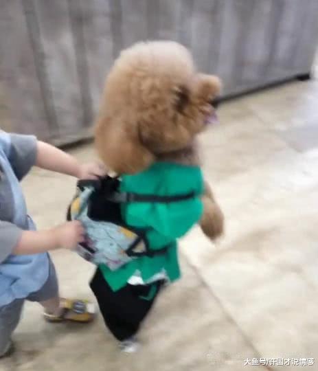 带泰迪买衣服，狗看见商场里好吃的做出的举动，引人纷纷前来围观