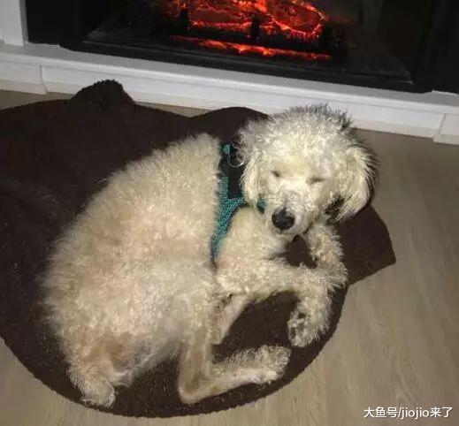 患病狗狗时日无多，她领养回家让它在最后的日子里尽情感受幸福