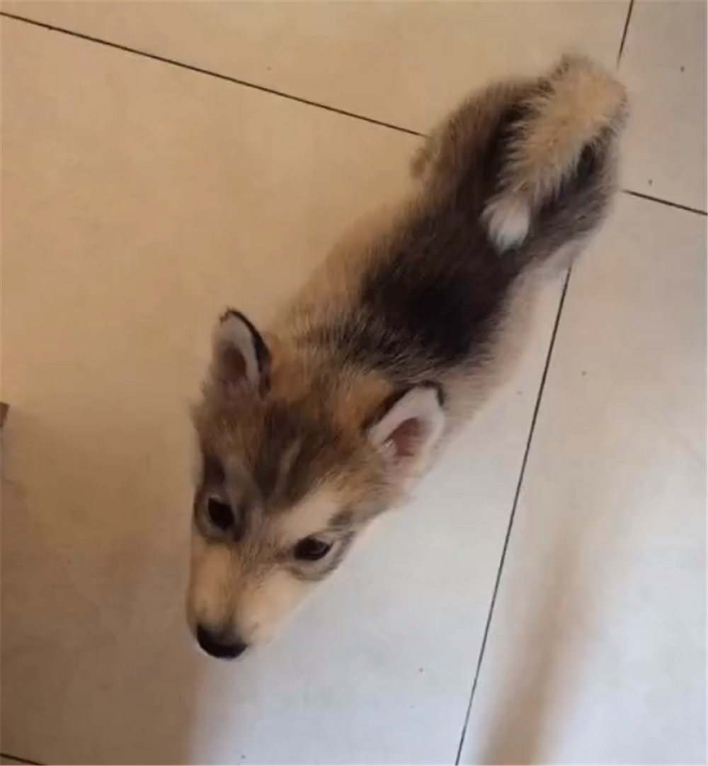 二哈跟主人澆地，躺地上不讓水流動，狗：在哪跌倒，就在哪洗澡…