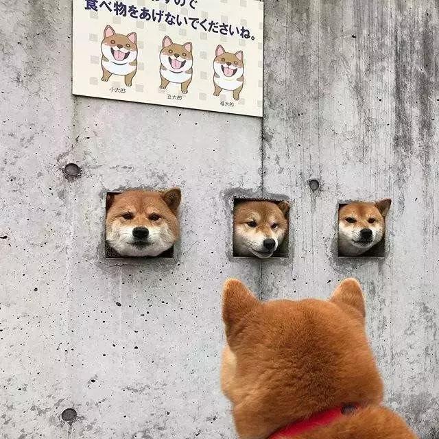 3只柴犬撑起的网红景点, 我能玩一辈子